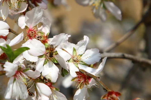 City Park February Israel Almond Tree Flowering Season — Stock Photo, Image