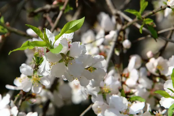 Dans Parc Municipal Février Israël Saison Floraison Des Amandiers — Photo