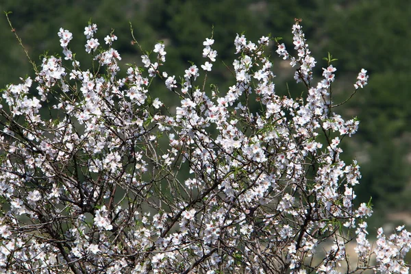Parku Miejskim Lutym Izraelu Sezon Kwitnienia Drzew Migdałowych — Zdjęcie stockowe