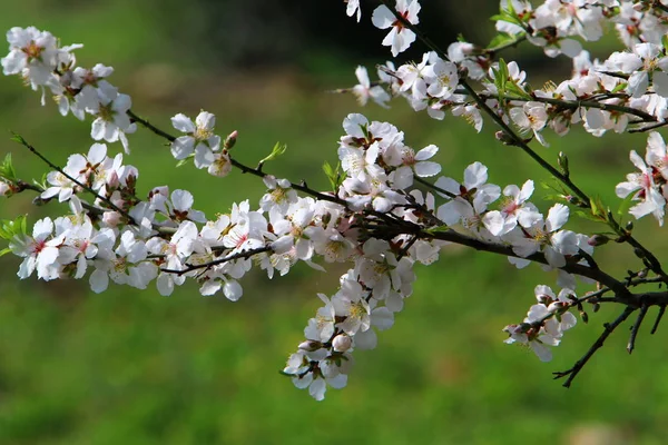 Dans Parc Municipal Février Israël Saison Floraison Des Amandiers — Photo