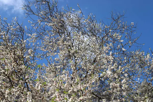 Parku Miejskim Lutym Izraelu Sezon Kwitnienia Drzew Migdałowych — Zdjęcie stockowe