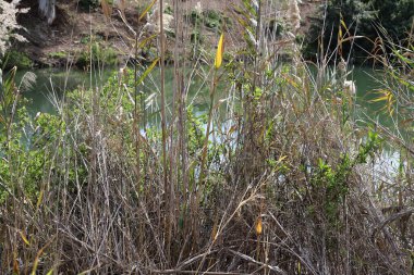 Ürdün Nehri, İsa 'nın vaftiz edildiği yer. Hıristiyanlar Ürdün 'ü kutsal bir nehir olarak görüyor 