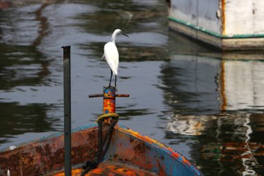 Kuzey İsrail 'de Celile Denizi üzerindeki Tiberias şehrindeki iskelede. 