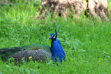Kuzey İsrail 'de bir şehir parkında yaşayan büyük bir Hintli tavus kuşu. 
