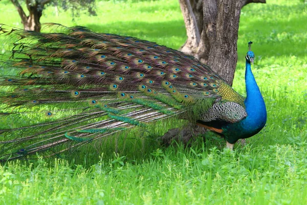 Grand Paon Indien Vit Dans Parc Urbain Dans Nord Israël — Photo