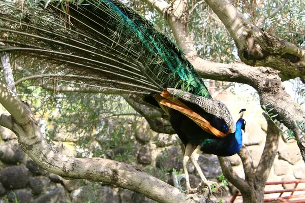 Large Indian Peacock Lives City Park Northern Israel — Stock Photo, Image