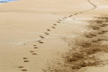 İsrail'in kuzeyinde Akdeniz kıyılarında kum ayak izleri 