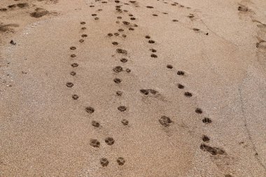 İsrail'in kuzeyinde Akdeniz kıyılarında kum ayak izleri 