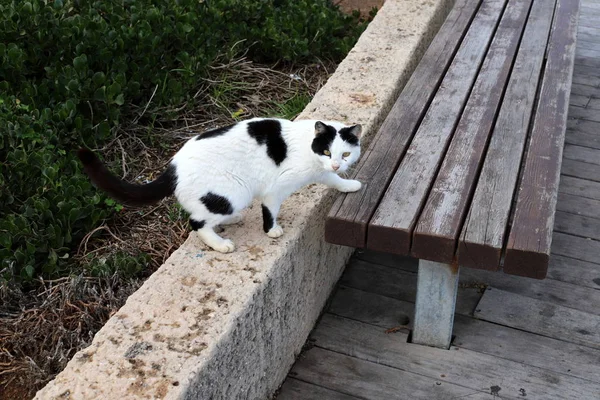 Banc Dresse Dans Parc Urbain Sur Les Rives Mer Méditerranée — Photo