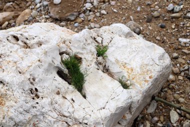 yeşil bitkiler ve çiçekler taşların ve kayaların sert iklimsel koşullarında büyüdüler. 