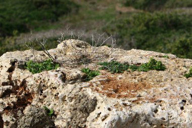 yeşil bitkiler ve çiçekler taşların ve kayaların sert iklimsel koşullarında büyüdüler. 