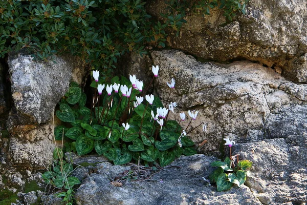 Yeşil Bitkiler Çiçekler Taşların Kayaların Sert Iklimsel Koşullarında Büyüdüler — Stok fotoğraf