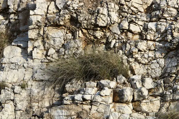 Les Plantes Les Fleurs Vertes Poussaient Dans Des Conditions Climatiques — Photo