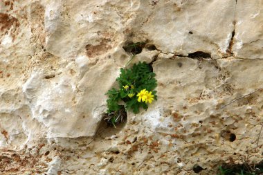 yeşil bitkiler ve çiçekler taşların ve kayaların sert iklimsel koşullarında büyüdüler. 