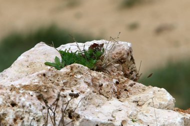 yeşil bitkiler ve çiçekler taşların ve kayaların sert iklimsel koşullarında büyüdüler. 