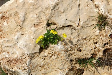 yeşil bitkiler ve çiçekler taşların ve kayaların sert iklimsel koşullarında büyüdüler. 