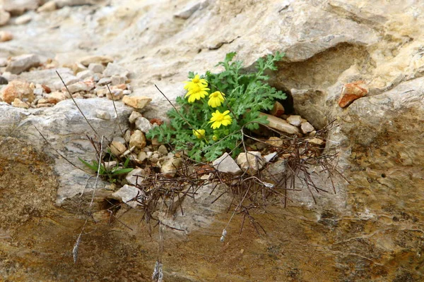 Yeşil Bitkiler Çiçekler Taşların Kayaların Sert Iklimsel Koşullarında Büyüdüler — Stok fotoğraf