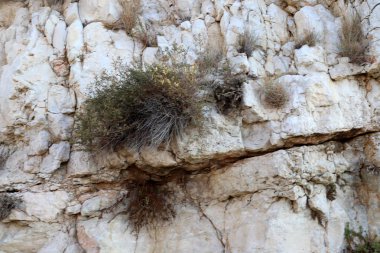 yeşil bitkiler ve çiçekler taşların ve kayaların sert iklimsel koşullarında büyüdüler. 