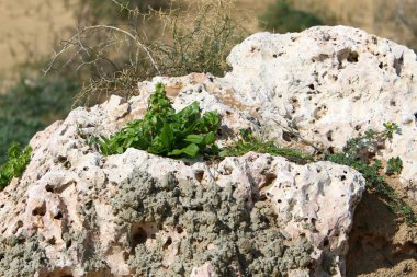 yeşil bitkiler ve çiçekler taşların ve kayaların sert iklimsel koşullarında büyüdüler. 