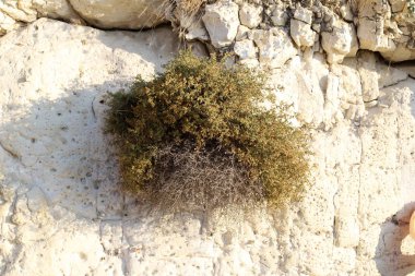 yeşil bitkiler ve çiçekler taşların ve kayaların sert iklimsel koşullarında büyüdüler. 