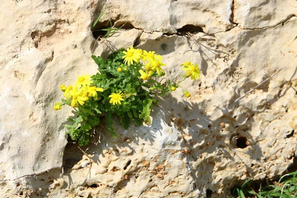 Piante Fiori Verdi Cresciuti Condizioni Climatiche Difficili Pietre Rocce — Foto Stock