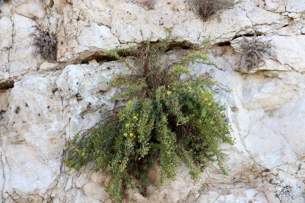 Les Plantes Les Fleurs Vertes Poussaient Dans Des Conditions Climatiques — Photo