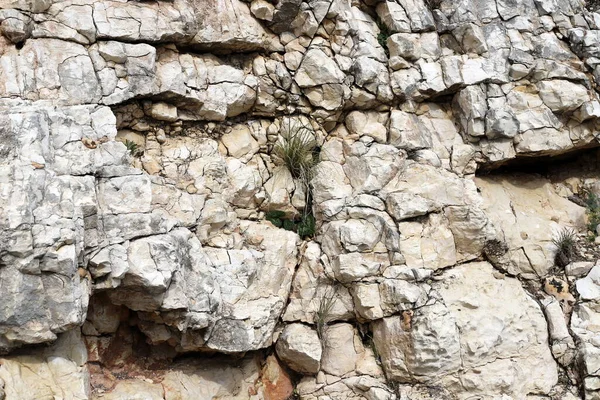 Les Plantes Les Fleurs Vertes Poussaient Dans Des Conditions Climatiques — Photo