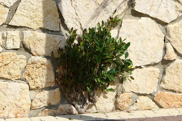 Groene Planten Bloemen Groeiden Barre Klimatologische Omstandigheden Stenen Rotsen — Stockfoto