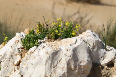 yeşil bitkiler ve çiçekler taşların ve kayaların sert iklimsel koşullarında büyüdüler. 