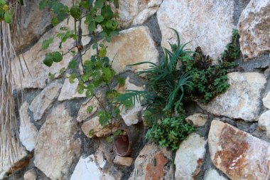 yeşil bitkiler ve çiçekler taşların ve kayaların sert iklimsel koşullarında büyüdüler. 