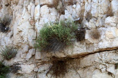 yeşil bitkiler ve çiçekler taşların ve kayaların sert iklimsel koşullarında büyüdüler. 