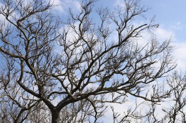 İsrail 'in kuzeyindeki bir şehir parkında büyük bir yaprak döken ağacın gövdesi. 