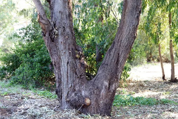 Srail Kuzeyindeki Bir Şehir Parkında Büyük Bir Yaprak Döken Ağacın — Stok fotoğraf