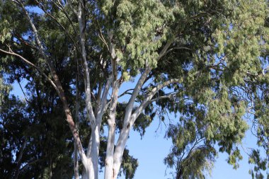 İsrail 'in kuzeyindeki bir şehir parkında büyük bir yaprak döken ağacın gövdesi. 