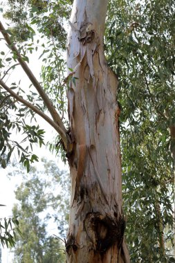 İsrail 'in kuzeyindeki bir şehir parkında büyük bir yaprak döken ağacın gövdesi. 