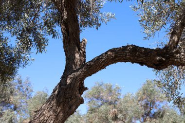 İsrail 'in kuzeyindeki bir şehir parkında büyük bir yaprak döken ağacın gövdesi. 