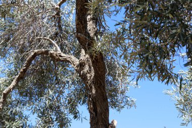 İsrail 'in kuzeyindeki bir şehir parkında büyük bir yaprak döken ağacın gövdesi. 