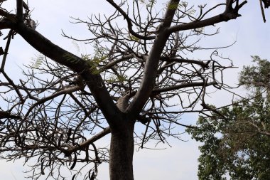 İsrail 'in kuzeyindeki bir şehir parkında büyük bir yaprak döken ağacın gövdesi. 