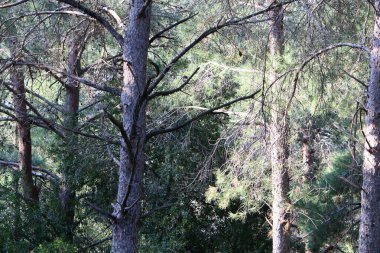 İsrail 'in kuzeyindeki bir şehir parkında büyük bir yaprak döken ağacın gövdesi. 