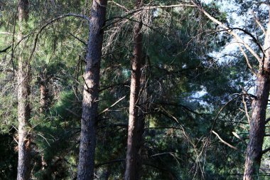 İsrail 'in kuzeyindeki bir şehir parkında büyük bir yaprak döken ağacın gövdesi. 