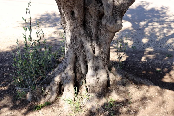 Tronco Gran Árbol Hoja Caduca Parque Urbano Norte Israel —  Fotos de Stock