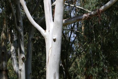 İsrail 'in kuzeyindeki bir şehir parkında büyük bir yaprak döken ağacın gövdesi. 