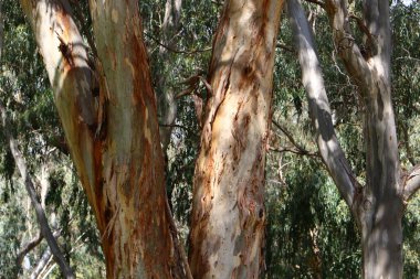 İsrail 'in kuzeyindeki bir şehir parkında büyük bir yaprak döken ağacın gövdesi. 