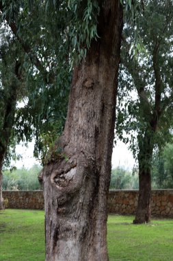 İsrail 'in kuzeyindeki bir şehir parkında büyük bir yaprak döken ağacın gövdesi. 