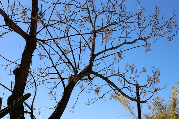 Стовбур Великого Листяного Дерева Міському Парку Півночі Ізраїлю — стокове фото