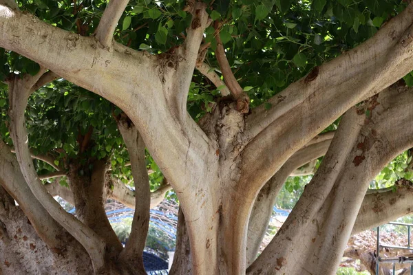 Bagażnik Dużego Drzewa Liściastego Parku Miejskim Północy Izraela — Zdjęcie stockowe