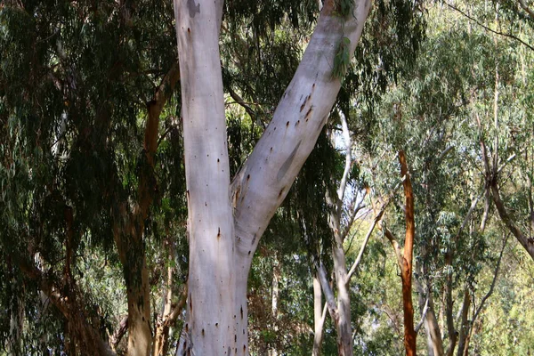 Bagażnik Dużego Drzewa Liściastego Parku Miejskim Północy Izraela — Zdjęcie stockowe
