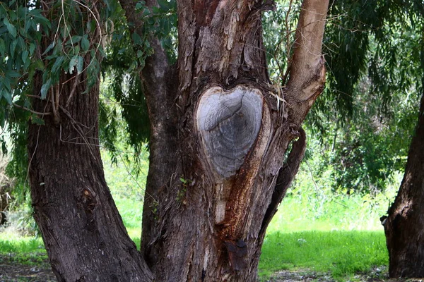 Tronco Grande Albero Deciduo Parco Cittadino Nel Nord Israele — Foto Stock