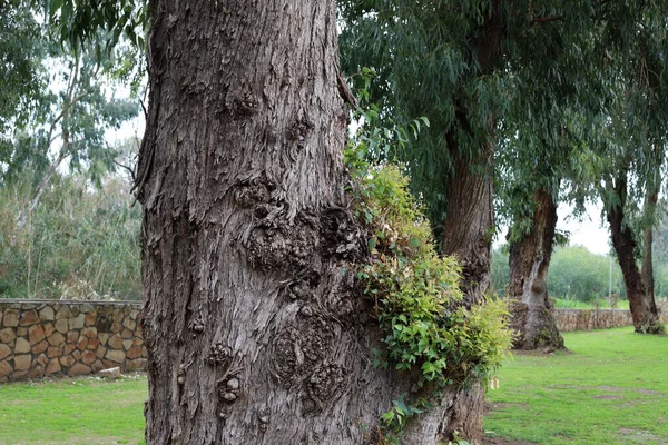Stamm Eines Großen Laubbäumes Einem Stadtpark Norden Israels — Stockfoto