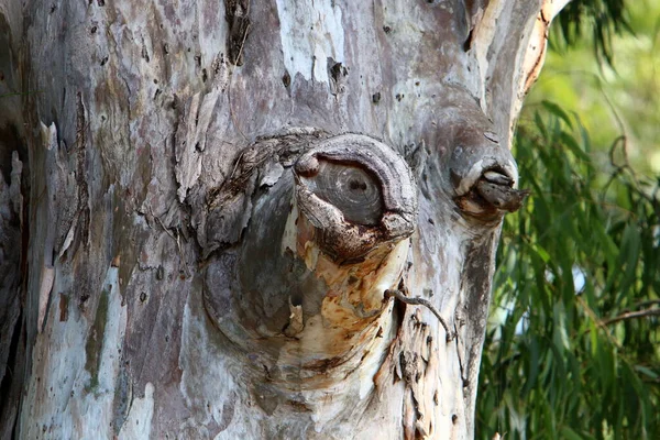 Tronco Gran Árbol Hoja Caduca Parque Urbano Norte Israel —  Fotos de Stock